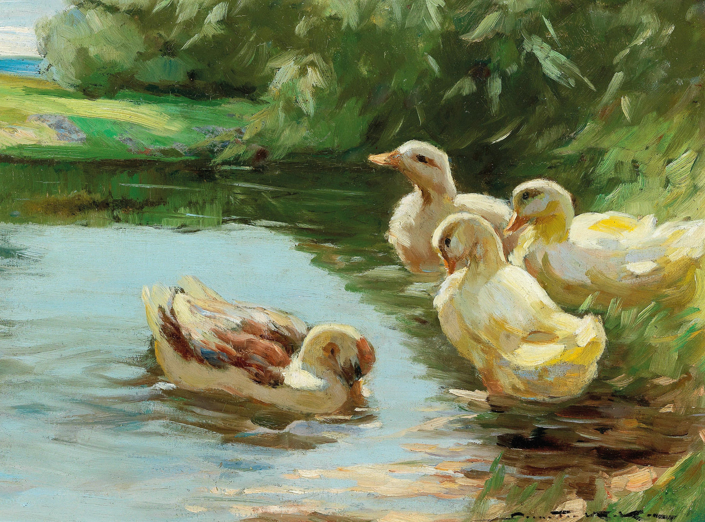 Patos na água - Deméter Koko