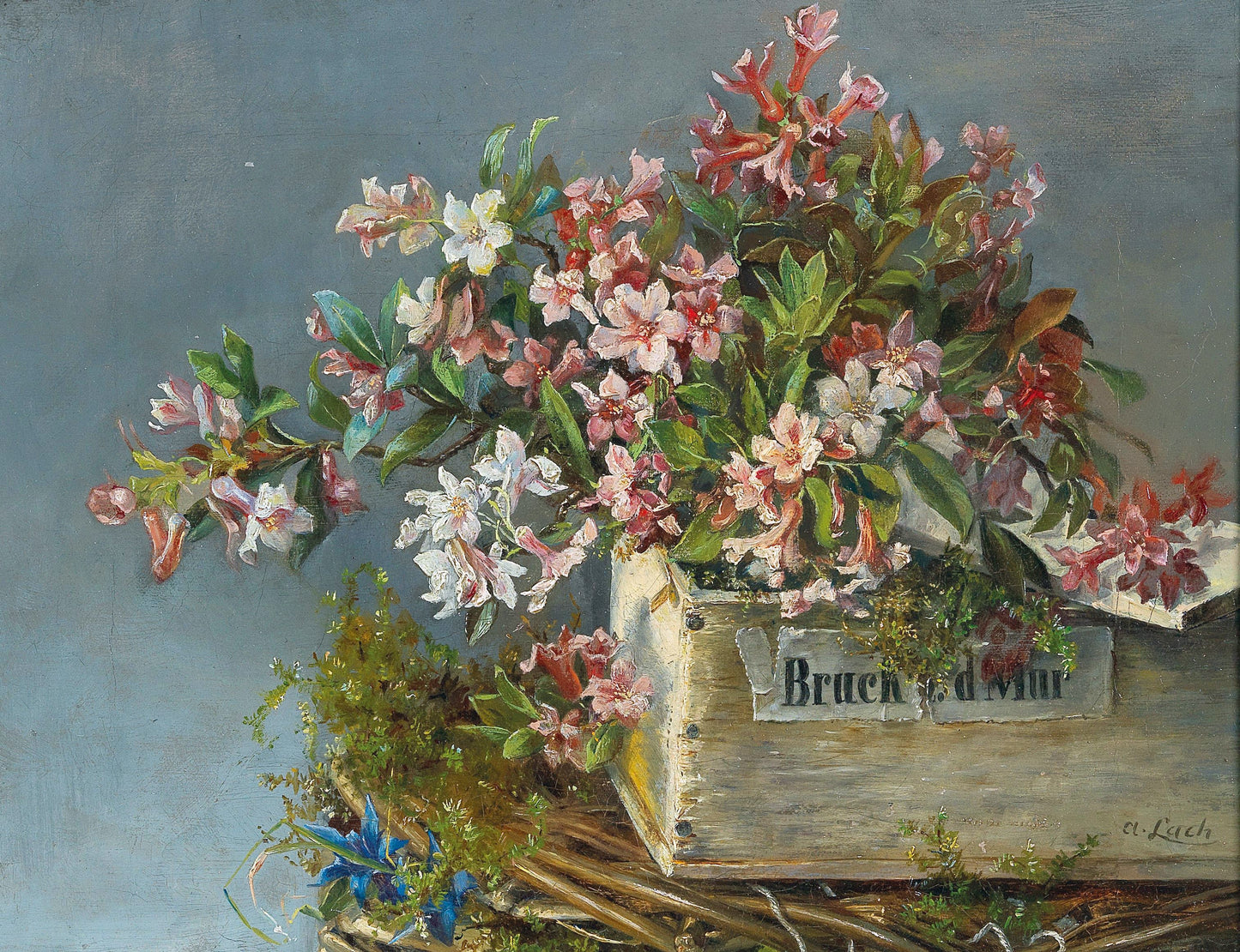 Rosas alpinas em uma caixa de janela - Andreas Lach