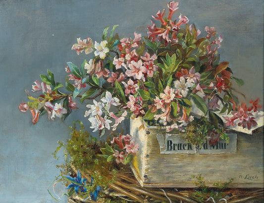 Rosas alpinas em uma caixa de janela - Andreas Lach